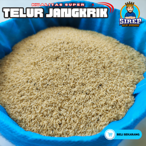 Jual telur jangkrik alam sliring harga murah siap tetas fresh tanpa campuran cocok untuk ternak bisa kirim hari ini