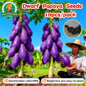 100% Legit High Yield Purple Papaya Seeds Dwarf Papaya Seeds for Planting Fruits (High Germination 10pcs) Sweet Purple Papaya Fruit Seeds Fresh Bonsai Papaya Plant Seeds for Garden Real Plants Red Lady F1 Papaya Seeds Fruit Bearing Tree Seedlings
