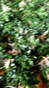 หญ้าไทเป Tipe ชุดปลูกได้ประมาณ 4 ตารางเมตร หรือ 2 ก.ก. หน้าใจ: ความสูง ปริมาณ ชุดเล็ก ระยะเวลาที่ใช้