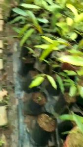 ราคาทางสวนราคานี้ 4ราก ต้นลองกองตันหยงมัส รับประกันสินค้าตรงปก คู่มือคุ้มไหมรอดูต้นปลายทางรีวิว สวยๆ ถือคู่มือ ค