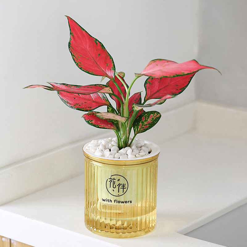 Tôi đã từng nghĩ chậu hoa tự tưới là lãng phí, nhưng sau khi sử dụng LivingEa thì tôi thay đổi hoàn toàn suy nghĩ!