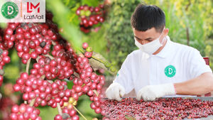 [Trợ giá] Gói 500g Cà phê rang xay Đặc Biệt nguyên chất Pha Phin đậm vị mạnh hậu ngọt - DUC ANH COFFEE - cà phê Đức Anh - cafe rang xay pha phin TOP BAN CHAY