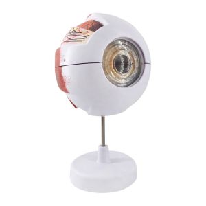 Eye Anatomy Model 6X Enlarged Eyeball Model Human Eye Anatomical Model for Science Education Students Study Display Medical Teaching with Removable Stand
