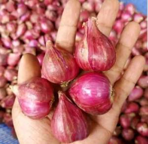 Bawang merah probolinggo kering tanggung besar