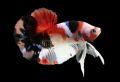 *RANDOM PICK* Halfmoon Plakat *HMPK* Betta fish/ ikan laga  *FULL BLOCK COLOUR* S / S+/ M Junior. 