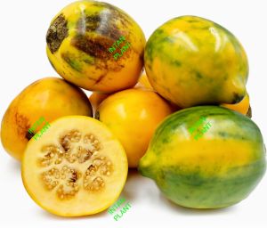 SOUR BRINJAL SEEDS / SOLANUM FEROX SEEDS