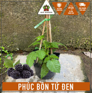 Cây Phúc Bồn Tử Đen (Mâm Xôi Đen) - Tổng thể tầm 20-30 cm - Chịu nắng và có giá trị dinh dưỡng!