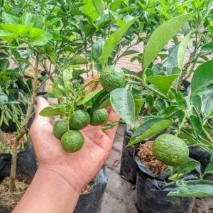 Bibit Jeruk Limau Sudah Berbuah Lebat/bibit jeruk sambal