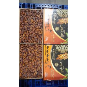 Kurma Tunisia Palm 5 kg - Deglet Nour