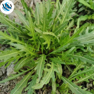 ARUGULA SEEDS (400 seeds) - Rocket Arugula
