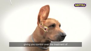 Neptra 2x1ml for Dog Antibacterial Amphenicol Antifingal Corticosteroid Otic Ear Elanco Meds[Fast Shipping]