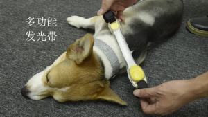 Led Dog Collar Anti-LostAvoid Car Accident Collar Luminous band LED Night Safety Flashing Glow s Collar Strap Dropship