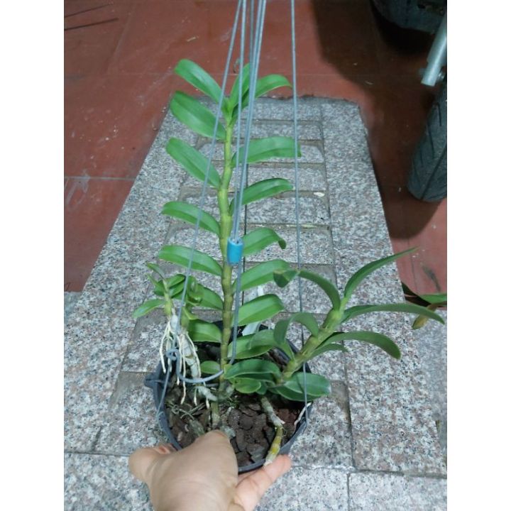 Phi%20%C4%91i%E1%BB%87p%20r%E1%BB%ABng,%20L%E1%BB%99c%20B%E1%BA%AFc%20nh%C3%A2n%20kie%20-%20Image%204