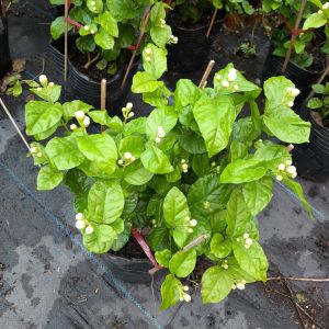 Cây Hoa Nhài ta Cánh Kép Hoa thơm ngát nở quanh năm cây trồng làm cảnh trang trí công viên