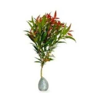 Red Shoot Plant / 红叶柳 / Pucuk Merah / लाल पत्तों वाला पौधा (Singapore: Red Tip Syzygium) – Colorful Leaves Fast Growing