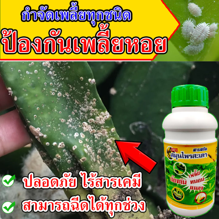 ยาฆ่าเพลี้ยหอยสมุนไพร 100% เห็นผลจริง