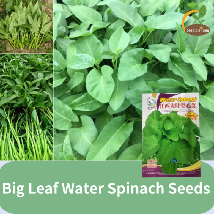 Fast Germination Big Leaf Water Spinach Seeds for Planting High Yield ...