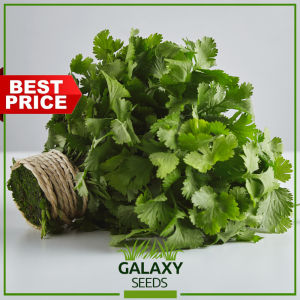 "GalaxySeeds" Cilantro Seeds for Planting Vegetable Plants (20 Seed) Including fertilizer - Coriander Chinese Parsley