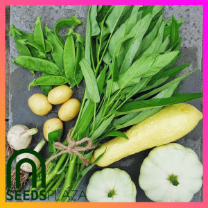 SeedsPLAZA™ - Kangkong Seeds for Planting Vegetable Plants (50 Seed) + Instructions for Ling-Ling Water Spinach F1
