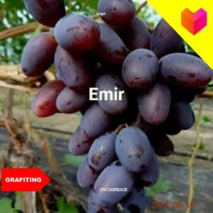 Ready paket hemat 2 Bibit Anggur Import Emir Hasil stek batang