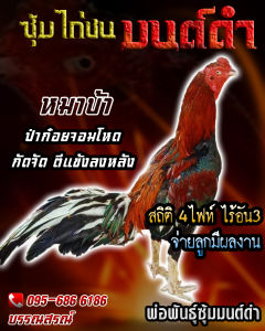 ไข่ไก่ชน ลูกมณีเเดงเเชมป์ 22ล้าน เจ้าหมาบ้า