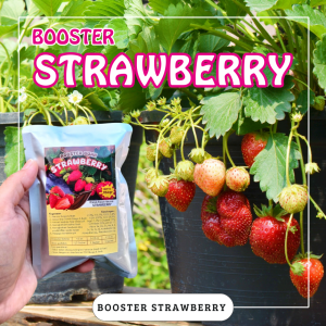 Booster Tanaman Strawberry / Pupuk Booster Hayati Khusus Tanaman Strawberry