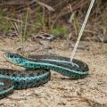 Snake Tongs Retractable Snake Handling Tools Snake Catcher Trap Length 6.30-26.78in Round Head Hook Without Hurting It for Moving Catching Snakes elegance. 
