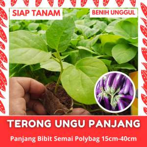 (50 Batang) Bibit Semai Terong Ungu Panjang Kualitas Unggul Siap Tanam