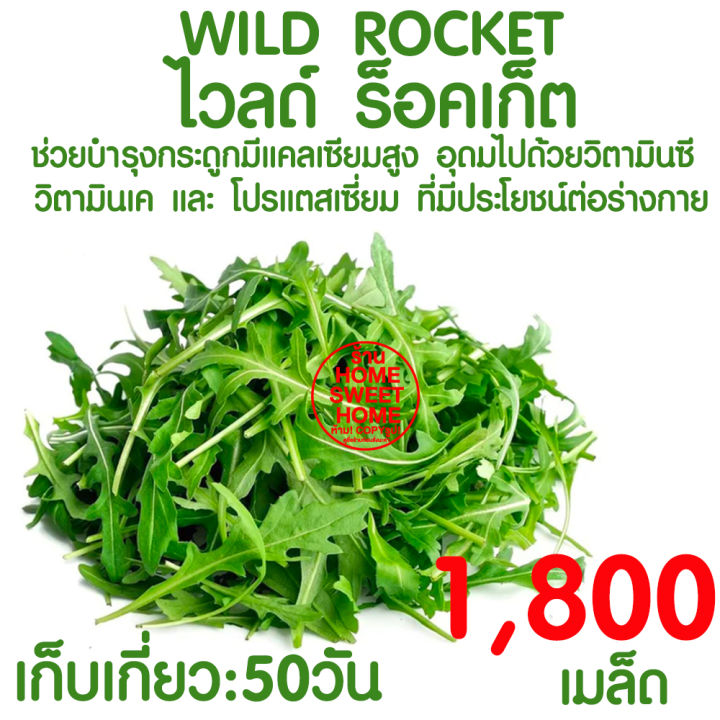 เมล็ดผักสลัดไวลด์ร็อคเก็ต 1800 เมล็ด
