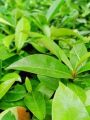 kamagong seedlings / rare and native fruit mabolo fruit tree seedlings / velvet apple  seedlings. 