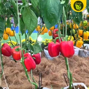 100 Seeds for Planting Binhi Sweet Bell Pepper Fruit