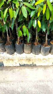 ต้นทุเรียนหมอนทอง 4ราก 120ซ.ม รากแบบต่อยอด ชุด4ต้นใจสำหรับกับปลูกทนแดด ระบบรากเยอะ