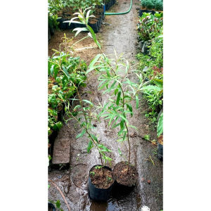 Eucalyptus/melaleuca Leucadendra Live Plant