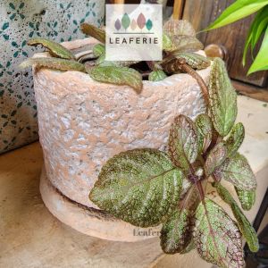 The Leaferie Yonina plant pots. flowerpot . flowerpots . flower pot . planter . planters . Terracotta . Plants