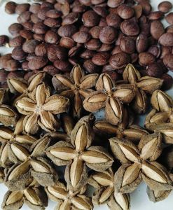 PROMO BIBIT  KACANG SACHA INCHI ATAU KACANG BINTANG 1KG #KACANGBINTANG #SACHAINCHI #BIBITKACANG