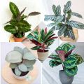 tanaman calathea 5 jenis (Tanaman hias hidup/tanaman hidup/bunga hidup/bunga hidup murah/bunga hias hidup/kembang/cuci gudang tanaman/bunga hias yang lagi viral/tanaman hias bunga hidup asli. 