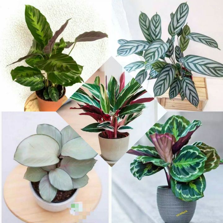 tanaman calathea 5 jenis (Tanaman hias hidup/tanaman hidup/bunga hidup/bunga hidup murah/bunga hias hidup/kembang/cuci gudang tanaman/bunga hias yang lagi viral/tanaman hias bunga hidup asli