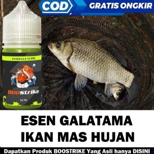 ESEN GALATAMA IKAN MAS MUSIM HUJAN ISI 30ML | BOOSTRIKE FORMULA SUPER