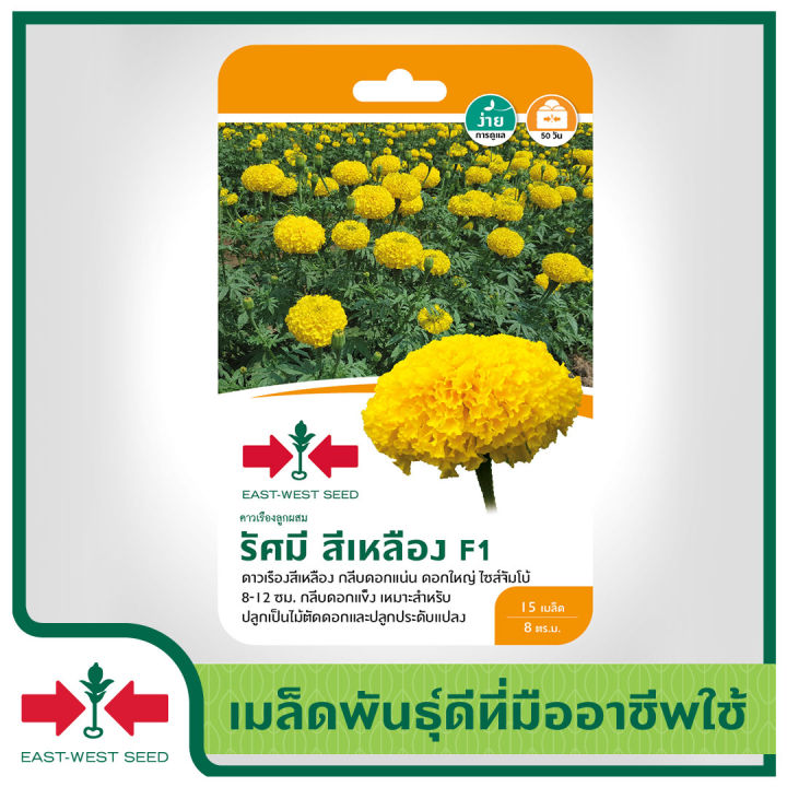 East-West Seed ดาวเรือง รัศมี สีเหลือง F1 ดอกใหญ่ กลีบแน่น