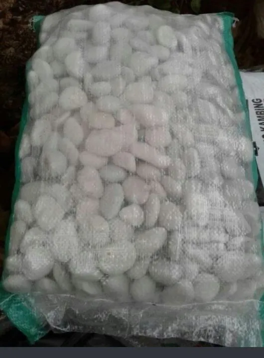 New%20Batu%20koral%20%20putih%20500gram%20/%20Batu%20taman%20/%20batu%20refleksi%20/%20Batu%20Therapy%20/%20batu%20hiasan%20pot%20/%20batu%20murah%20/%20batu%20aquarium%20/%20batu%20alam%20murah%20ready%20-%20Image%206