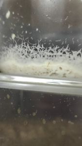 MICROWORM makanan tinggi anak ikan