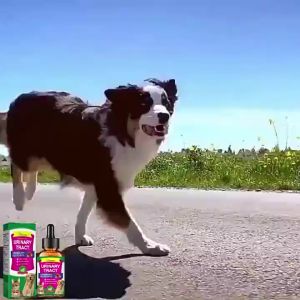 【B1T1】Cat&Dog Urinary Tract Infection Treatment Multifunctional Cranberry Natural urinary care Drops