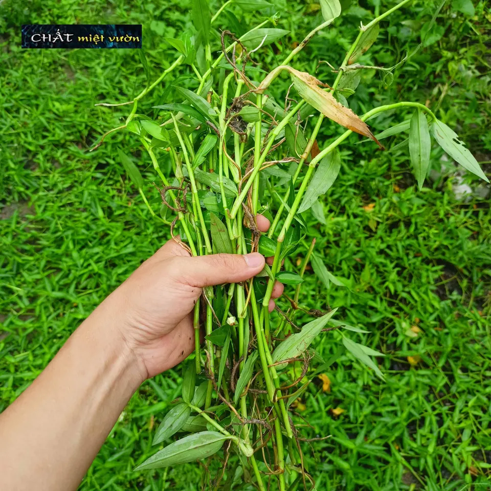 Cây Rau Trai giống - Thài lài trắng giống (cây rễ trần dài ~35cm) |  Lazada.vn