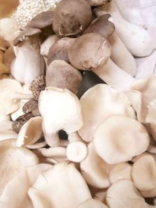 ไส้กรอกเห็ด healthy สูตรต้นตํารับเจ้าแรกเห็ด5อย่าง อิสลามทานได้ใช้ไส้เทียมคลอลาเจน ไม่ใส่วัตถุกันเสีย ขนาดบรรจุ 500g.