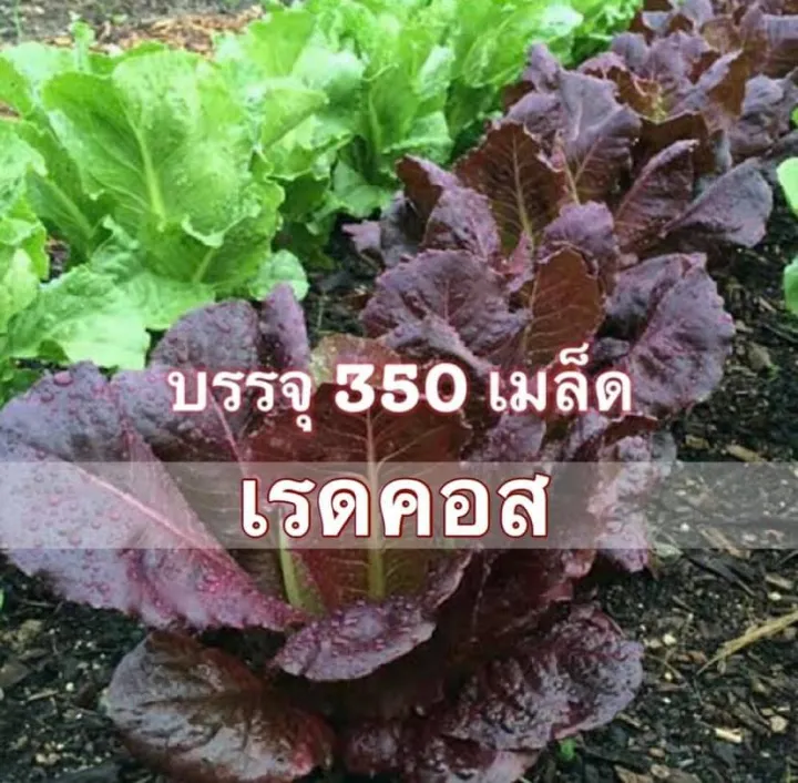 เรดคอส ผักสลัดแดง ปลูกง่าย โตไว