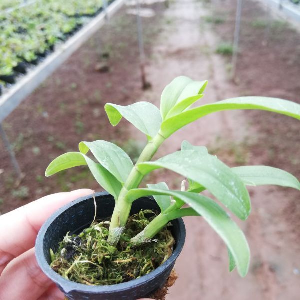 phi%20%C4%91i%E1%BB%87p(gi%E1%BA%A3%20h%E1%BA%A1c)%20t%C3%ADm%20h%C3%B2a%20b%C3%ACnh%20-%20Image%203