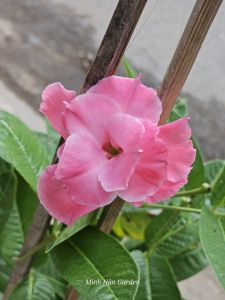 Cây hoa leo ban công đẹp ưa nắng dễ trồng và chăm sóc ra hoa quanh năm tạo không gian sống xanh mát và thư giãn