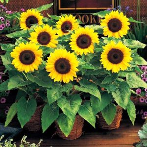 เมล็ดทานตะวันเมล็ดดอกทานตะวันเมล็ดดอกไม้ดอกระเบียงระเบียง ที่ระเบียงสี่ฤดูใบไม้ผลิกินอี - เมล็ดทานตะวันดูดอกทานตะวัน