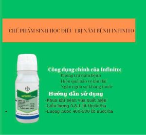 Infinito 100ml - Giải pháp tối ưu trong phòng trừ bệnh mốc sương cho cây trồng