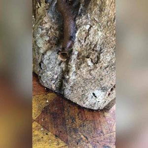 GiantB Honey10ml (Propolis Liquid)